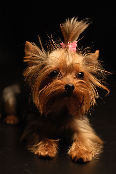 398px-Yorkshire_Terrier_Apple.jpg