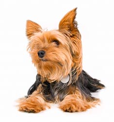 Yorkshire_Terrier_face_.jpg