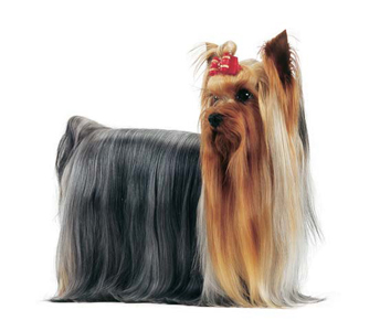 yorkshire-terrier.jpg