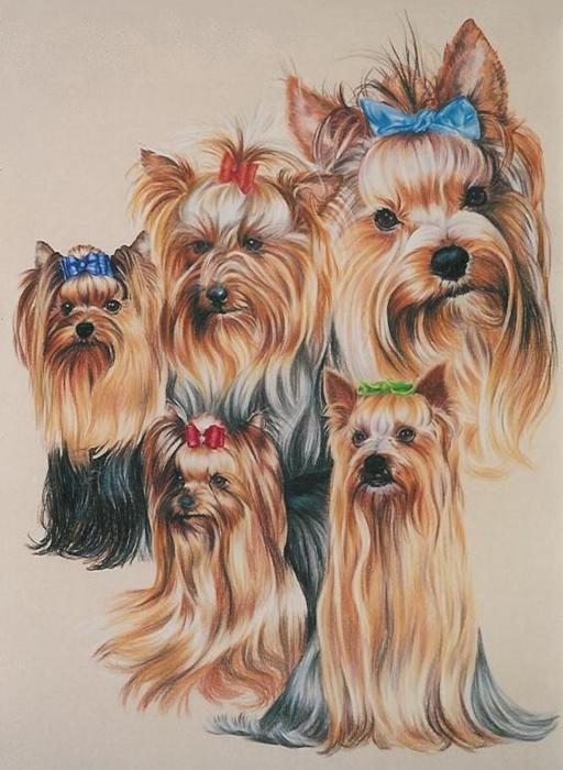 yorkshire-terrier-barbara-keith.jpg