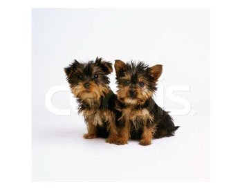 yorkshire-terrier-puppy-picture.jpg