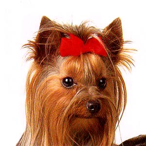 yorky.JPG