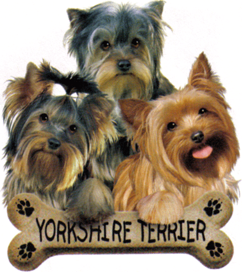 bone_yorkshire_terrier_puppy_puppies.gif