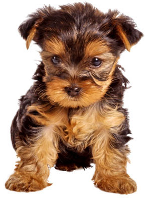yorkie.jpg