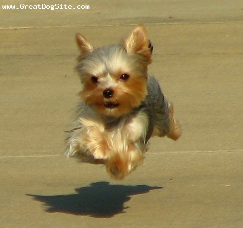 Yorkshire Terrier-8 months-Brown-1187049374.jpg