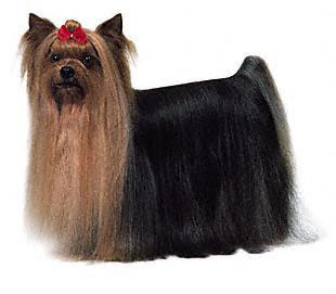 yorkshire_terrier.jpg