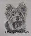 yorkshire-terrier-drawings.jpg